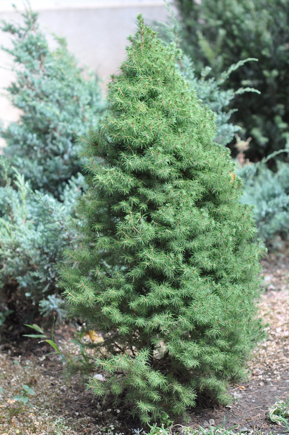 Picea-glauca-Perfecta-X-ma-Planted
