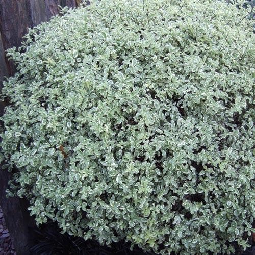 PITTOSPORUM tenui.Silver Sheen 7.5L