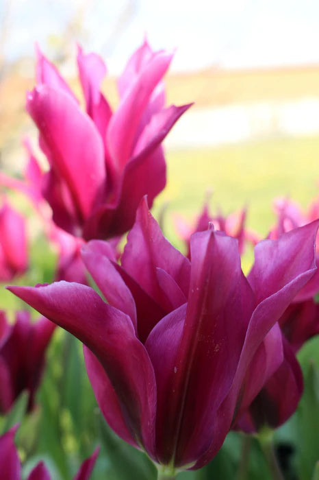 TULIPA PURPLE DOLL X 8