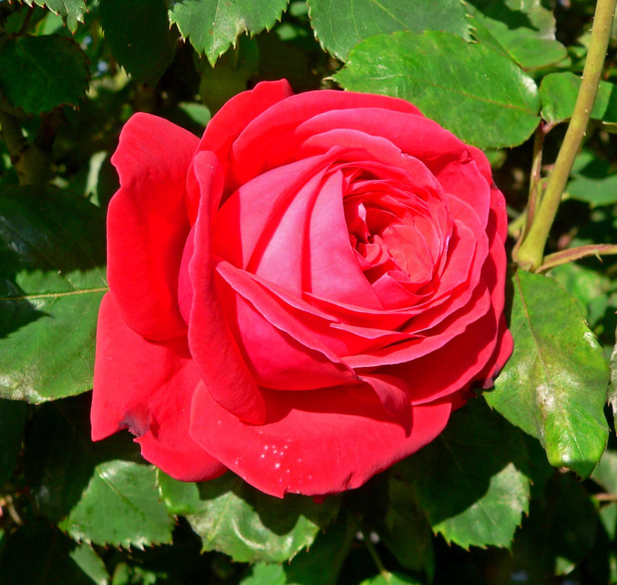 Rosa-Dame-de-Coeur-Flower-1