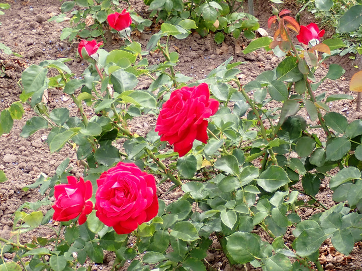 Rosa-Dame-de-Coeur-Flower-2