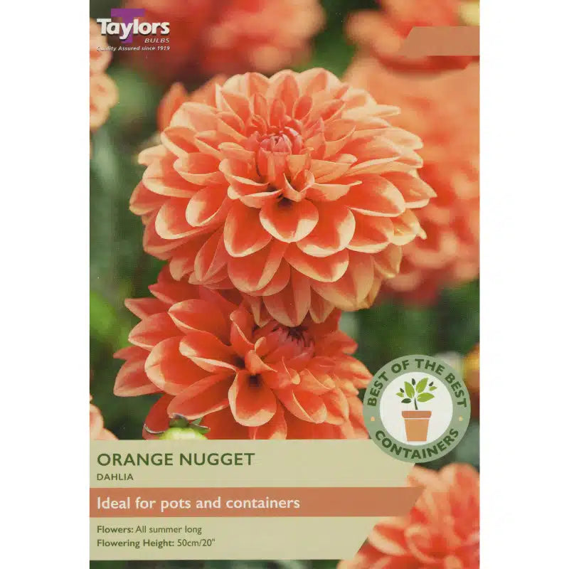 DAHLIA ORANGE NUGGET x 2