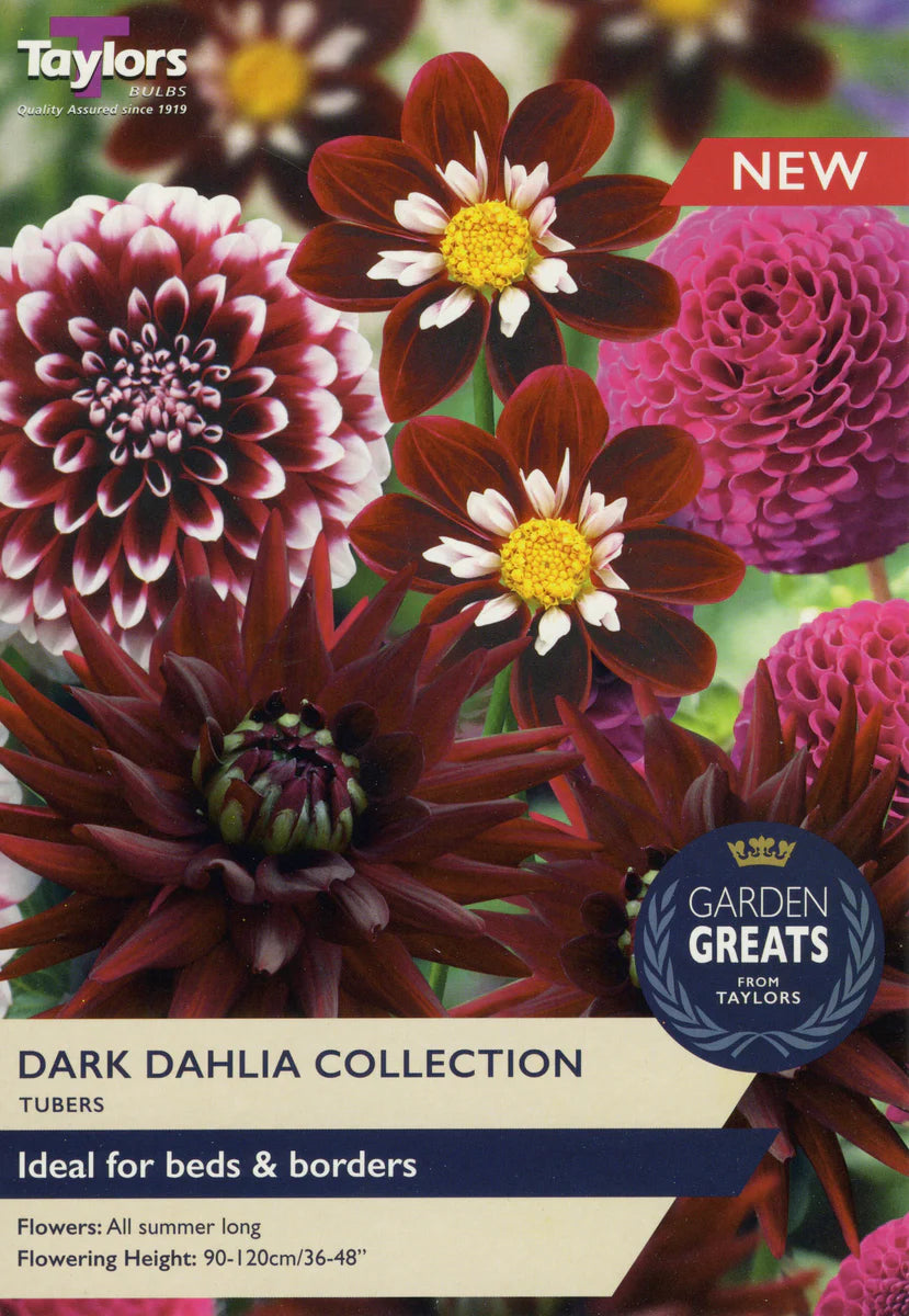 DARK DAHLIA COLLECTION X 4