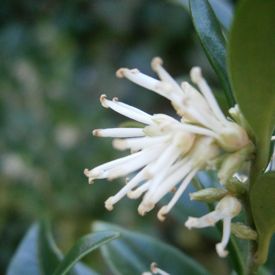 Sarcococca-confusa-Flower