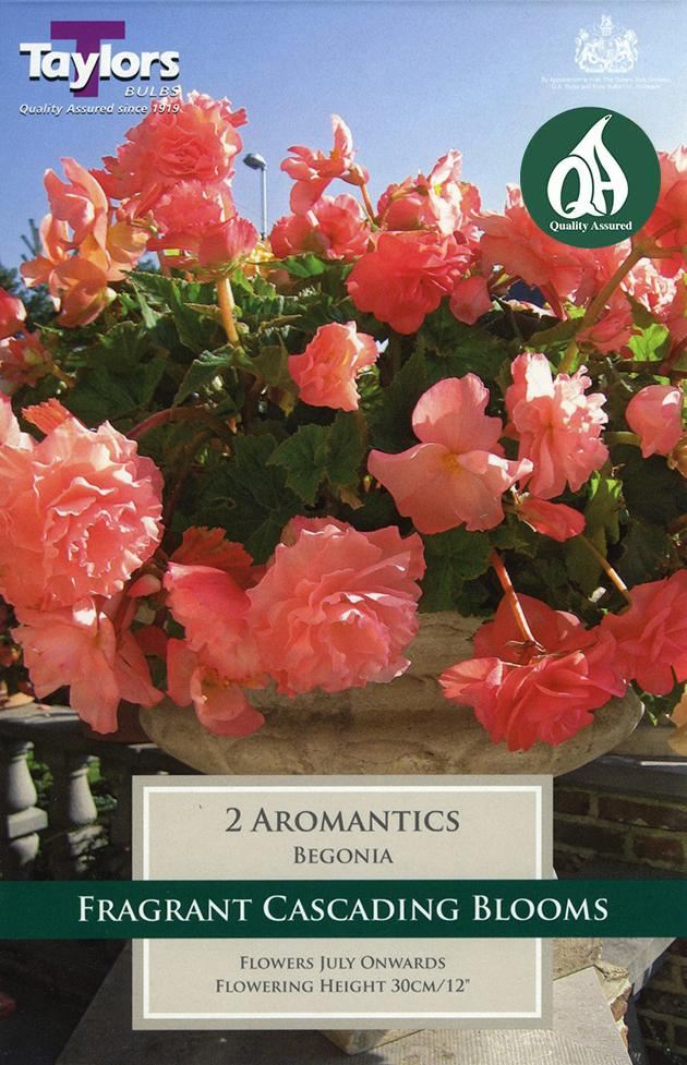 BEGONIA AROMANTICS 2