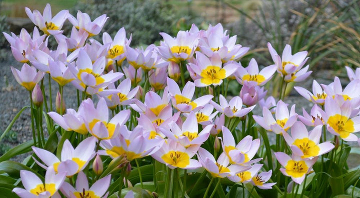 TULIPA SAXATILIS X 15
