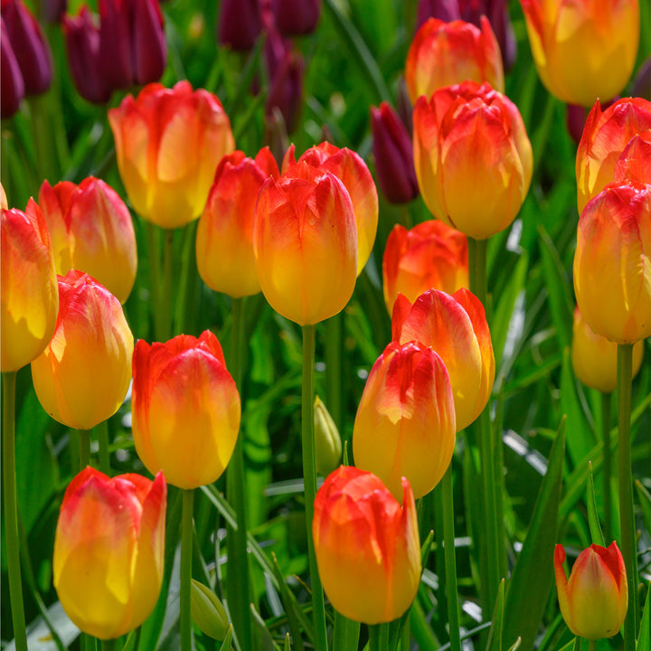 TULIPA SUNCATCHER X 10
