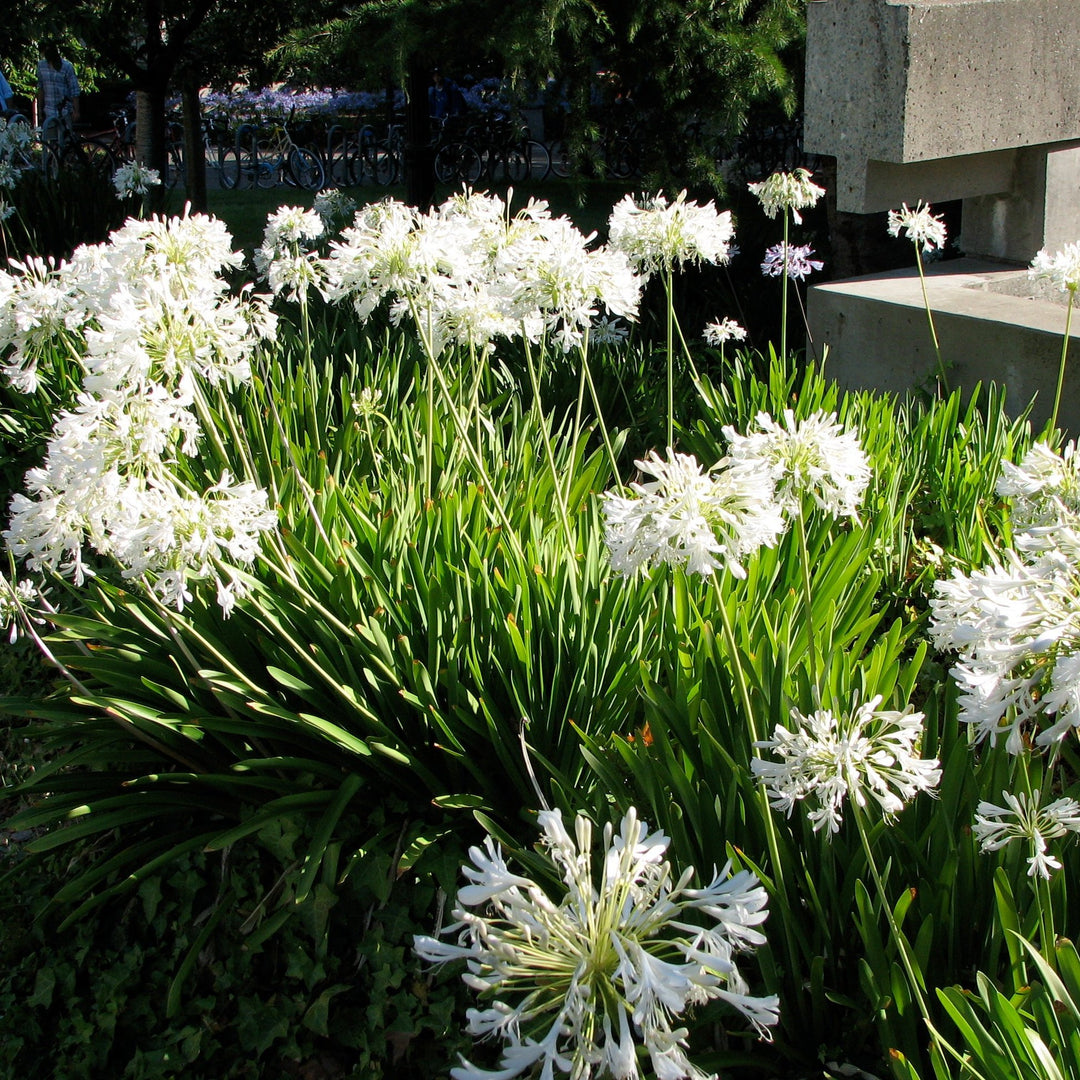 African Lily Agapanthus Africanus Alba (10Ltr Pot)