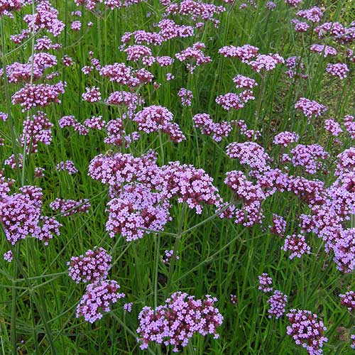 VERBENA bonariensis