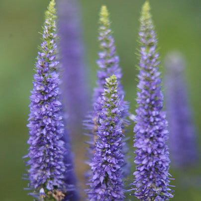 Veronica Ulster Blue Dwarf – Windyridge Garden Centre