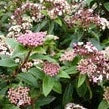 Viburnum Eves Price