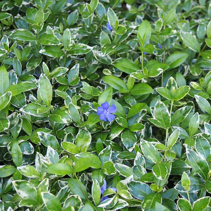 Vinca minor Ralph Shugert