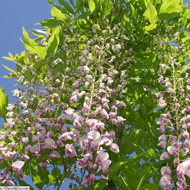 Wisteria flor. Honbeni(Rosea)  S-pot