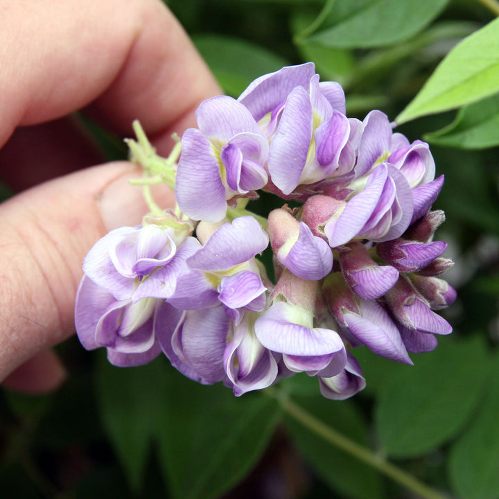 Wisteria fru. Amethyst Fall
