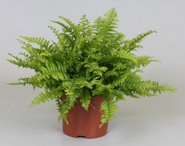Boston Fern Nephrolepis Exaltata (12cm Pot)