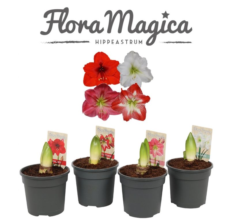 Hippeastrum mix