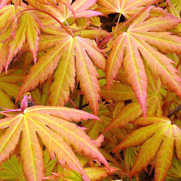 Acer pal. Orange Dream 100-125 cm Deco 15L. bush
