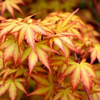 Acer pal. Sangokaku