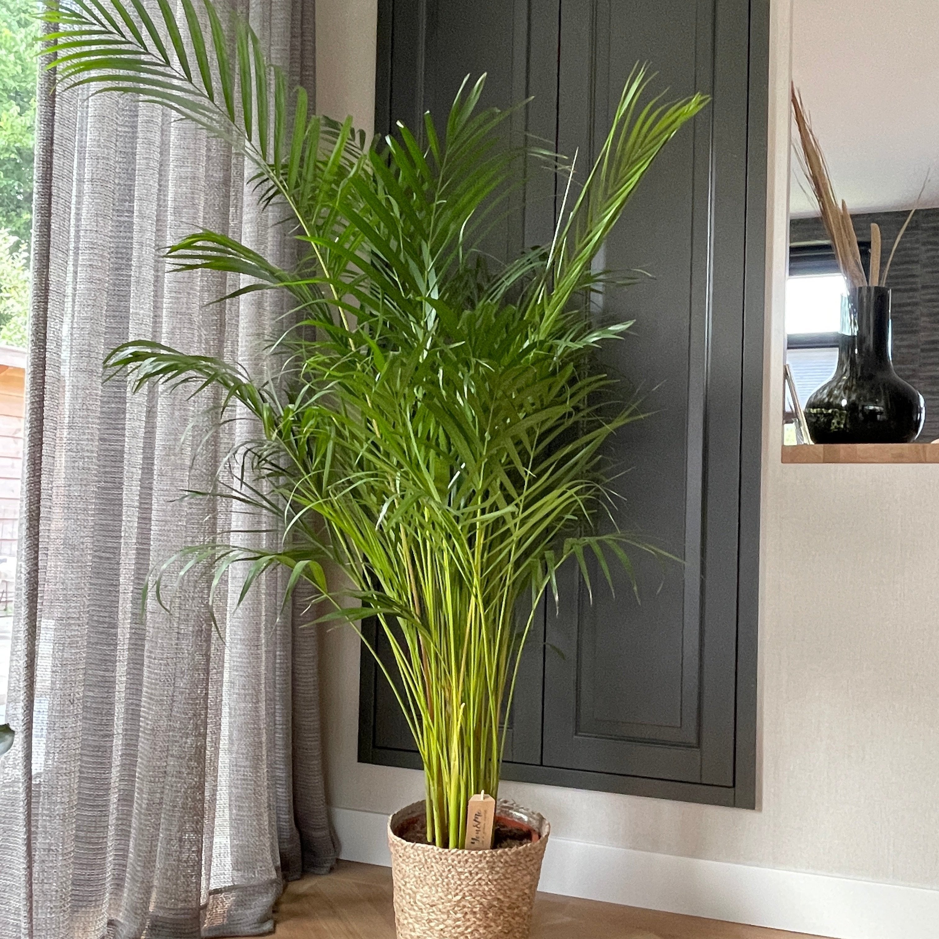areca palm ireland Buy Dypsis Lutescens ...Chrysalidoca . Online