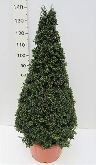 Ilex crenata Convexa 80-90 CM PYR C18