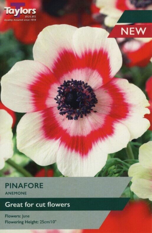 ANEMONE PINAFORE X 12