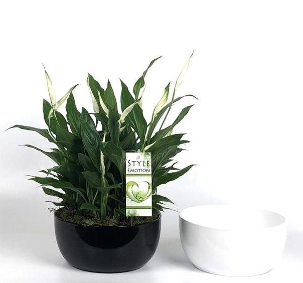 Spathiphyllum Sweet Yess / 20 cm ceramic pot