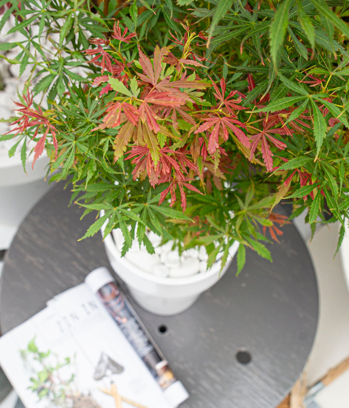 Acer palm. Jerre Schwartz