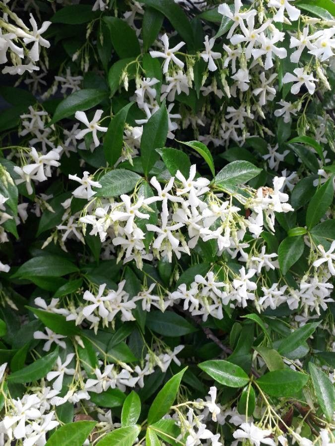 Trachelospermum-jasminoides-Flower