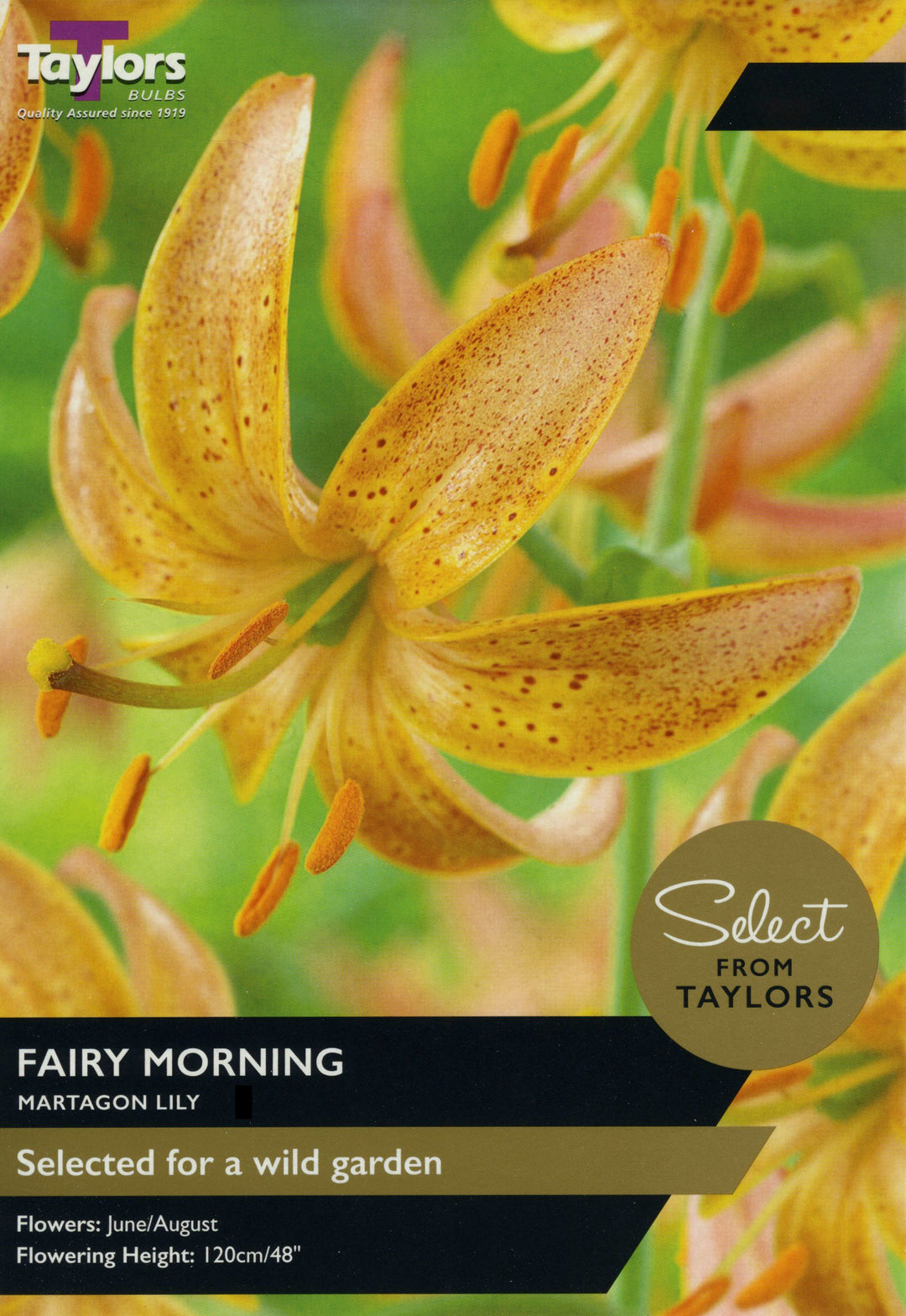 LILY FAIRY MORNING x 2