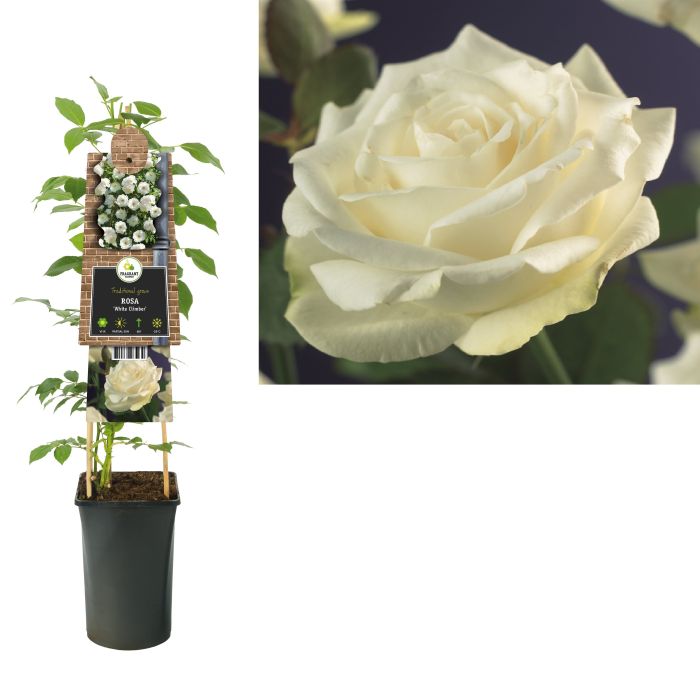 Rosa (K) White Climber  S-pot