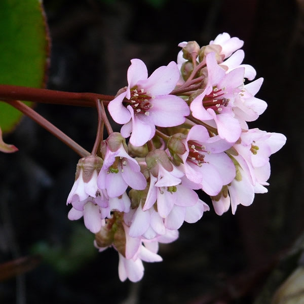Bergenia Harzkristall