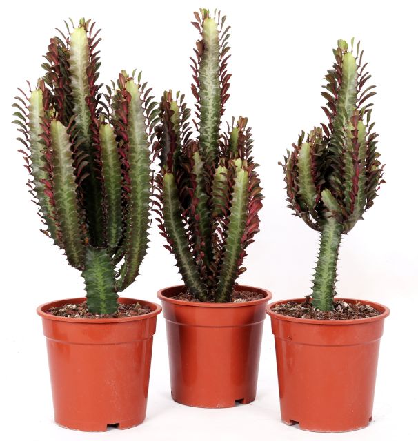 Euphorbia trigona Rubra P17