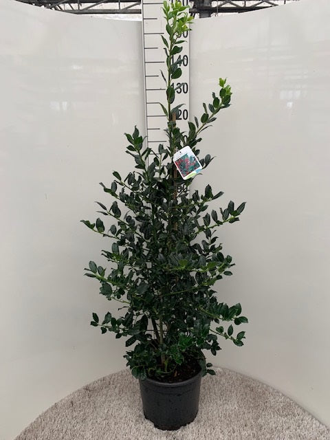 Ilex aquifolium  J.C. van Tol  / 100-125 CM C12