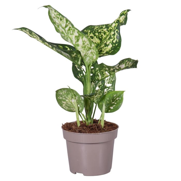 aglaonema kiwi Buy Aglaonema White Kiwi P12 Online