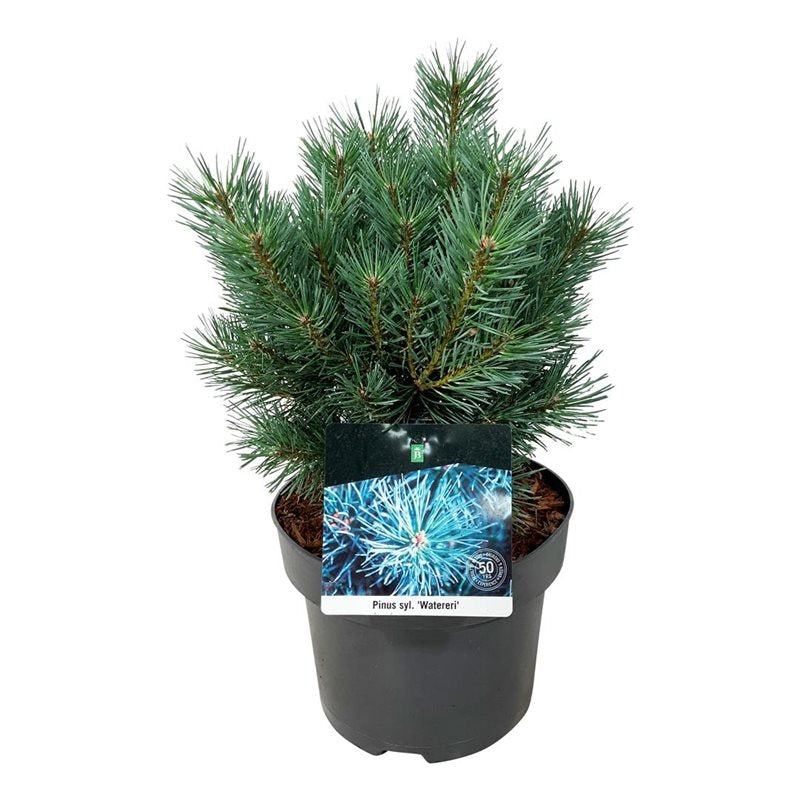 Pinus sylvestris Watereri  5 Ltr pot