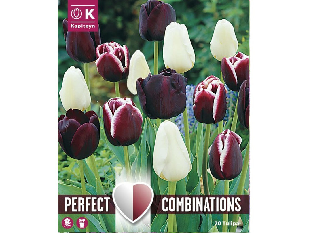 COMBI TULIPA BLACK BLEND x 15