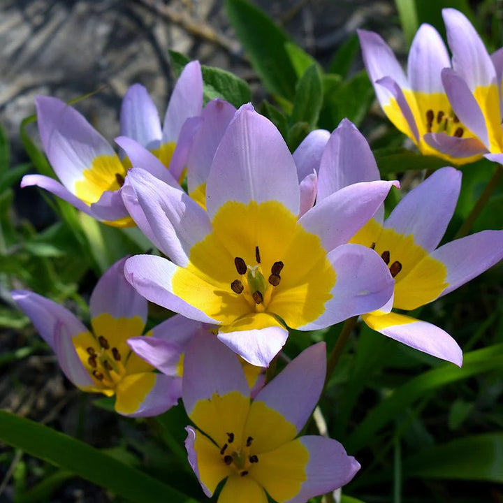 TULIPA SAXATILIS X 15