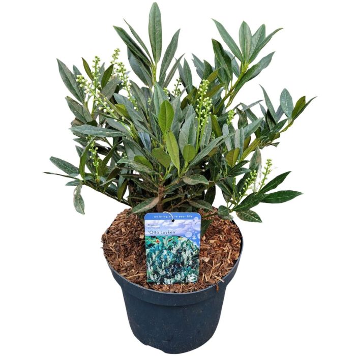 Prunus laur. Otto Luyken 40-50 CM C5