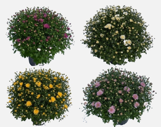 Chrysanthemum(Garden Mum) mix