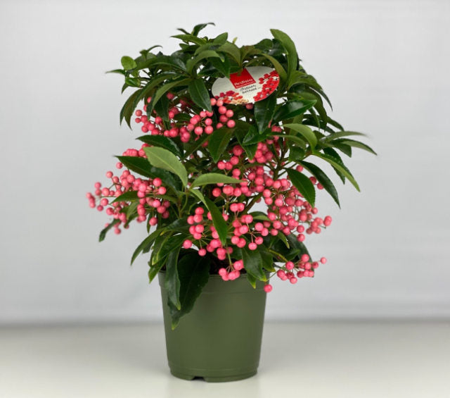 Ardisia crenata pink P14 (grade 4)