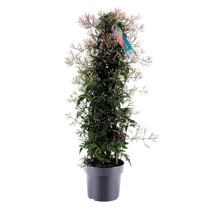 Jasminum polyanthum  P17 - 3 stok pyr(500)