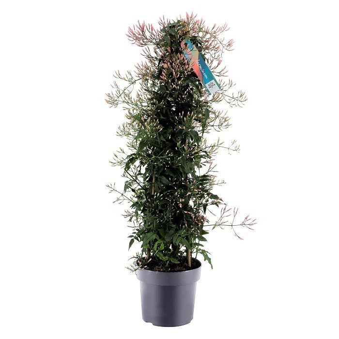 Jasminum polyanthum P17 - 3 stok pyr(500)