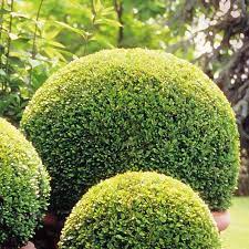Buxus-semp-Ball-Potted-3