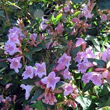 Abelia-Edward-Goucher-Plant