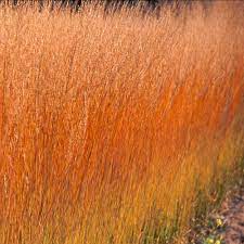 Purple Moor Grass (Molinia Caerulea Heidebraut)