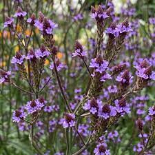 VERBENA Lavender Spires