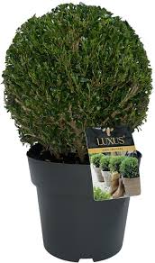 Ilex cr.Luxus globe 35-40cm Ball D10