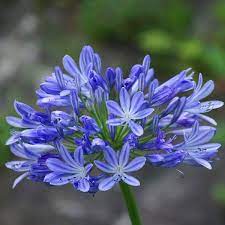 Agapanthus-Brilliant-Blue-Flower