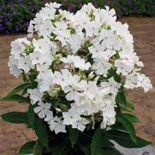 Phlox-Famous-White-Plant