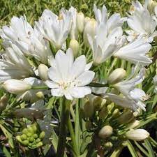 African Lily Agapanthus Double Diamond (3Ltr Pot)